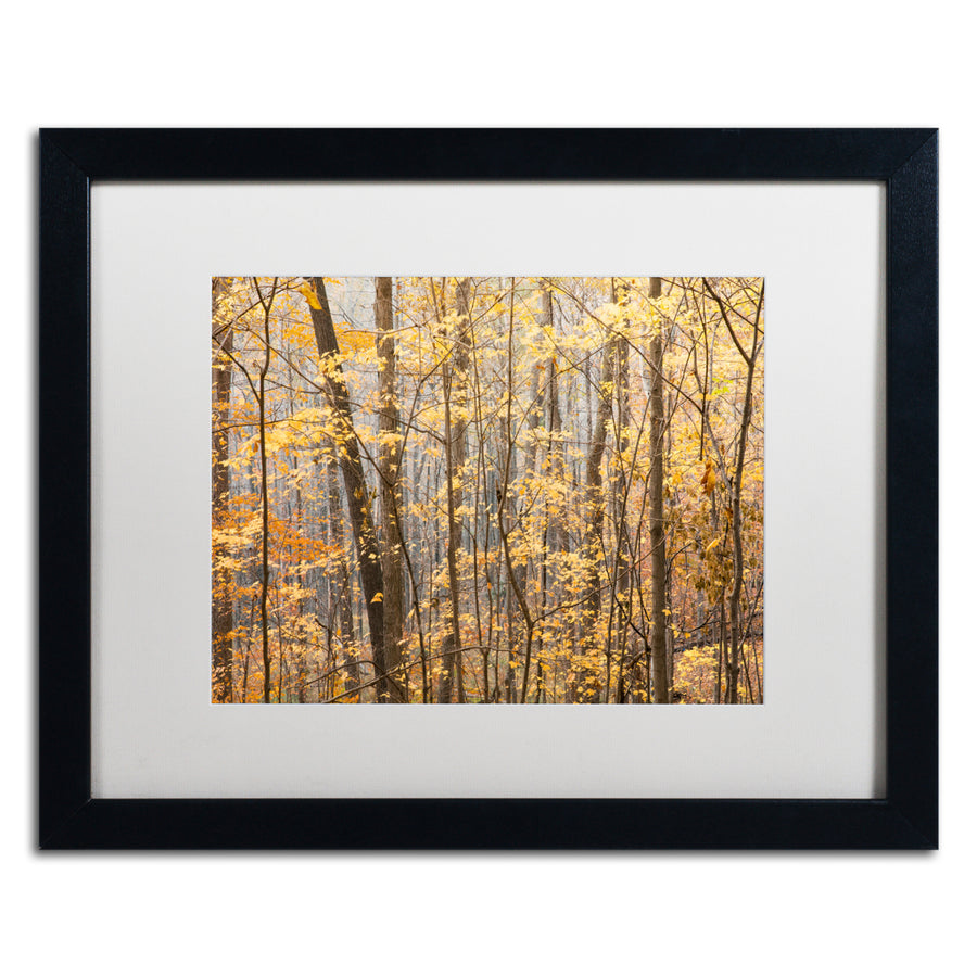 Jason Shaffer Autumn Treeline 2 Black Wooden Framed Art 18 x 22 Inches Image 1