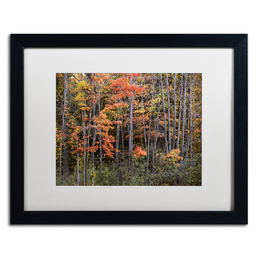 Jason Shaffer Autumn Tree Line Black Wooden Framed Art 18 x 22 Inches Image 1