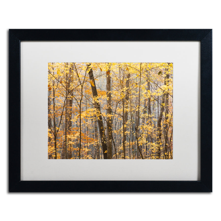 Jason Shaffer Autumn Treeline Black Wooden Framed Art 18 x 22 Inches Image 1