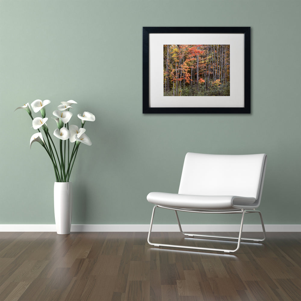 Jason Shaffer Autumn Tree Line Black Wooden Framed Art 18 x 22 Inches Image 2