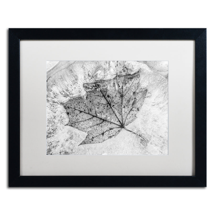 Jason Shaffer Encased in Ice Black Wooden Framed Art 18 x 22 Inches Image 1