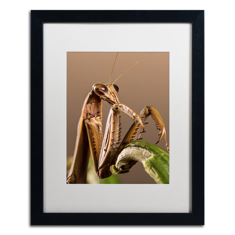 Jason Shaffer Praying Mantis and Pepper Black Wooden Framed Art 18 x 22 Inches Image 1