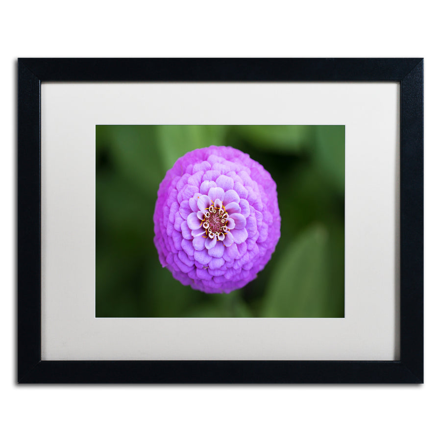 Jason Shaffer Purple Flower Black Wooden Framed Art 18 x 22 Inches Image 1