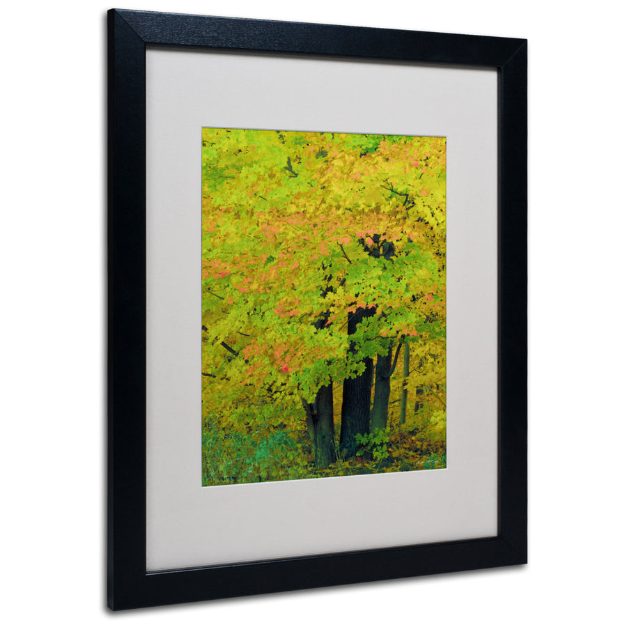 Kathie McCurdy Forest Beauty Black Wooden Framed Art 18 x 22 Inches Image 1