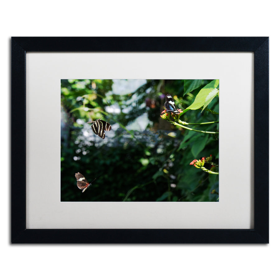 Kurt Shaffer Butterflies in Flight Black Wooden Framed Art 18 x 22 Inches Image 1