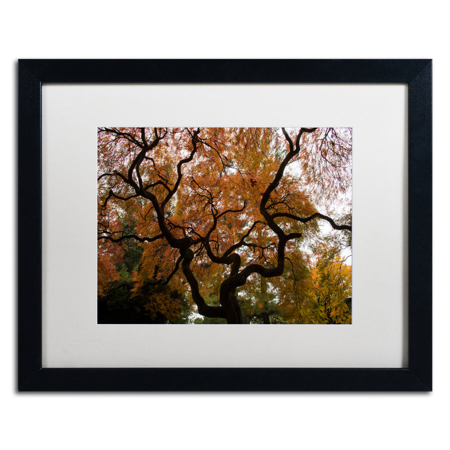 Kurt Shaffer Brilliant Japanese Maple Abstract Black Wooden Framed Art 18 x 22 Inches Image 1