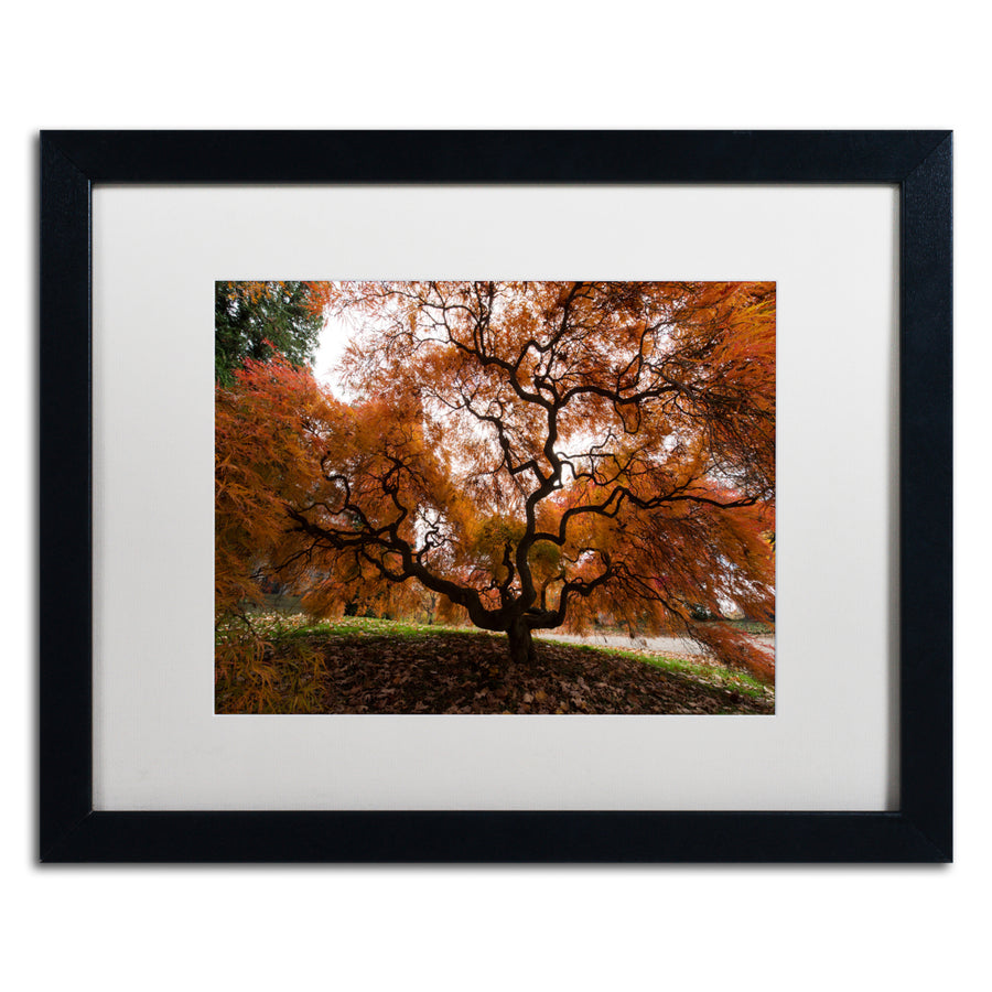 Kurt Shaffer Autumn Japanese Maple Tree Black Wooden Framed Art 18 x 22 Inches Image 1