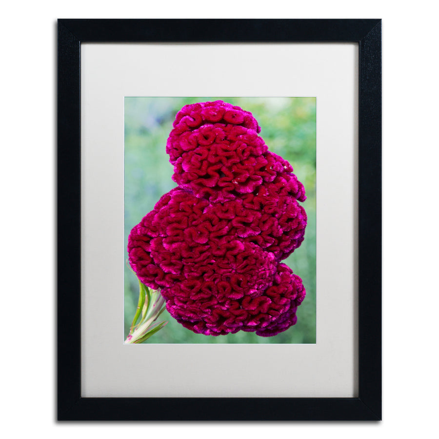 Kurt Shaffer Coxcomb Flower Black Wooden Framed Art 18 x 22 Inches Image 1