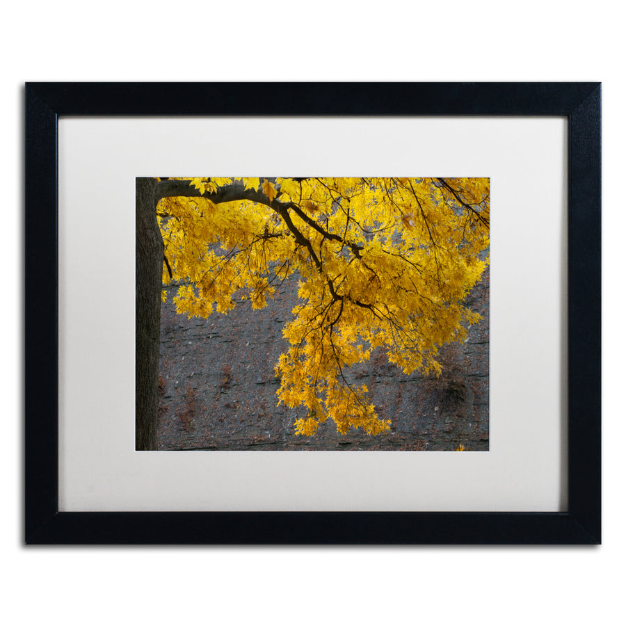 Kurt Shaffer Golden Autumn Color Black Wooden Framed Art 18 x 22 Inches Image 1
