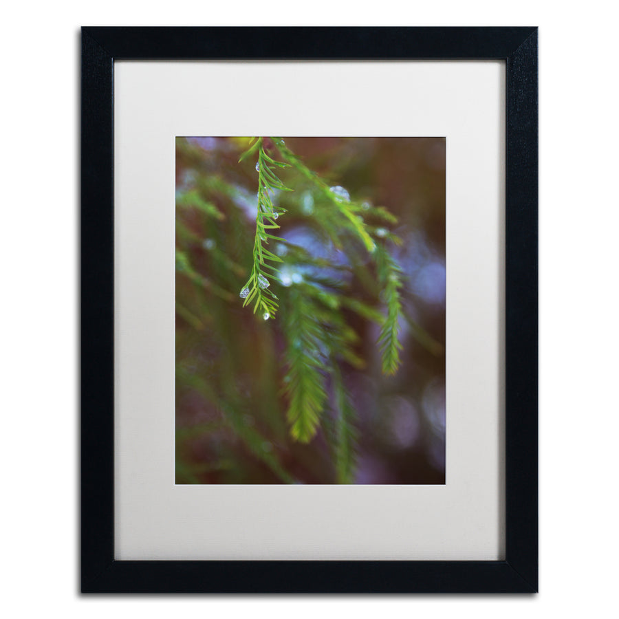 Kurt Shaffer Ice Droplets on Redwood Tree Foliage Black Wooden Framed Art 18 x 22 Inches Image 1