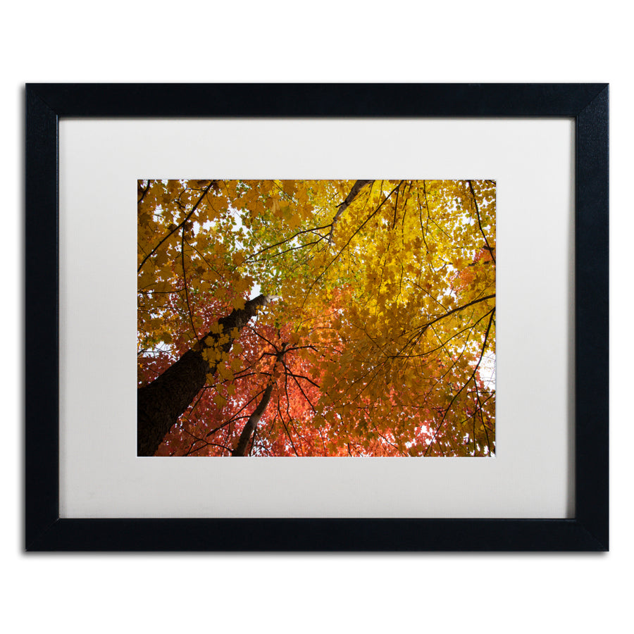 Kurt Shaffer Spectacular Brilliant Autumn Trees Black Wooden Framed Art 18 x 22 Inches Image 1