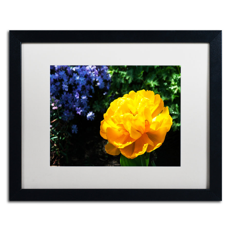 Kurt Shaffer Yellow Double Headed Tulip Black Wooden Framed Art 18 x 22 Inches Image 1