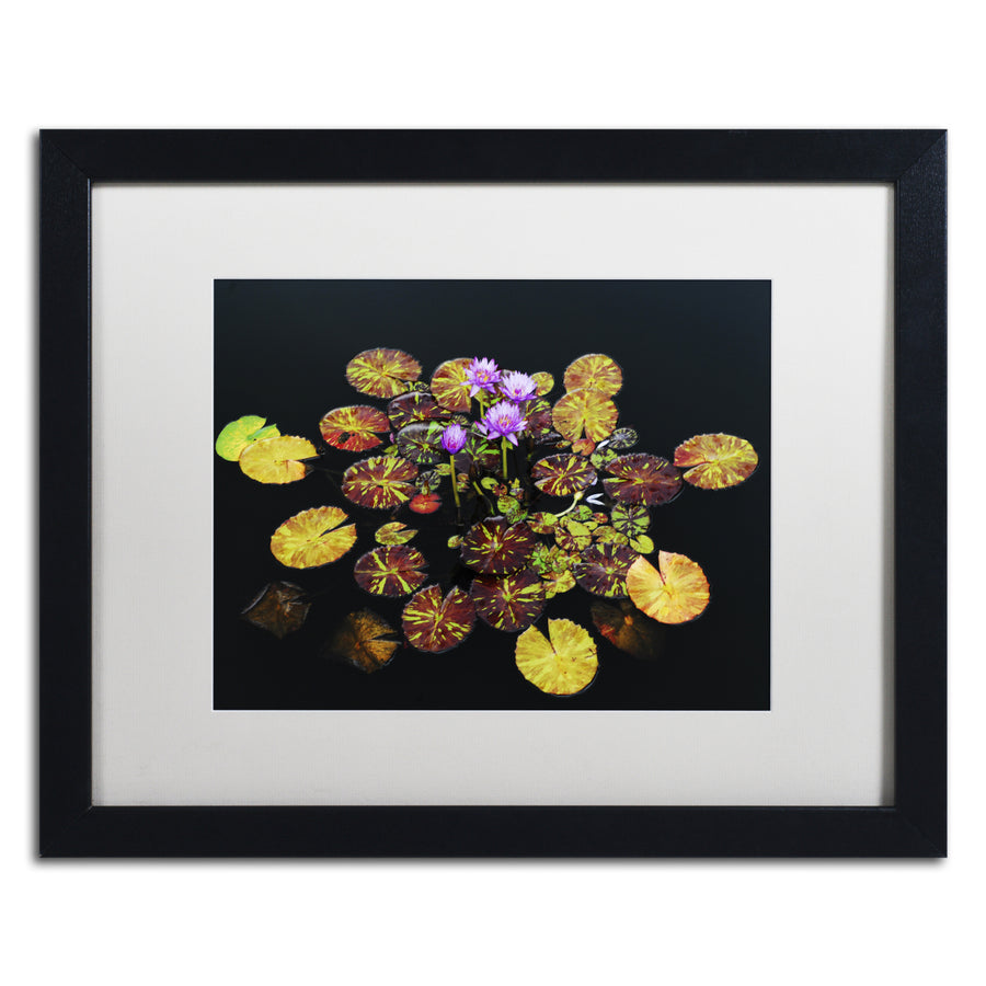 Kurt Shaffer Exotic Lilies Black Wooden Framed Art 18 x 22 Inches Image 1