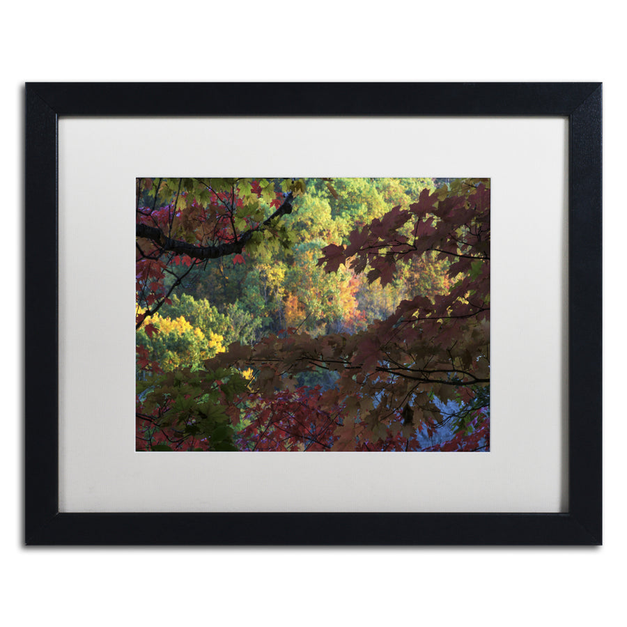 Kurt Shaffer Multi Colored Maples Black Wooden Framed Art 18 x 22 Inches Image 1