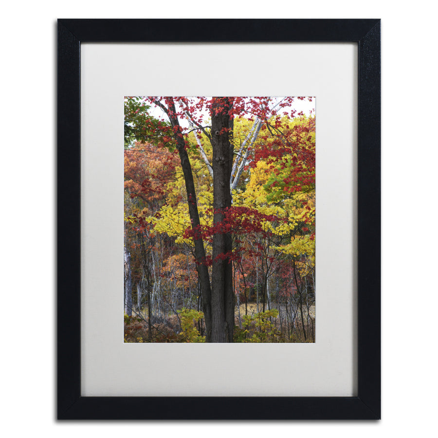 Kurt Shaffer Incredible Shades of Autumn Black Wooden Framed Art 18 x 22 Inches Image 1