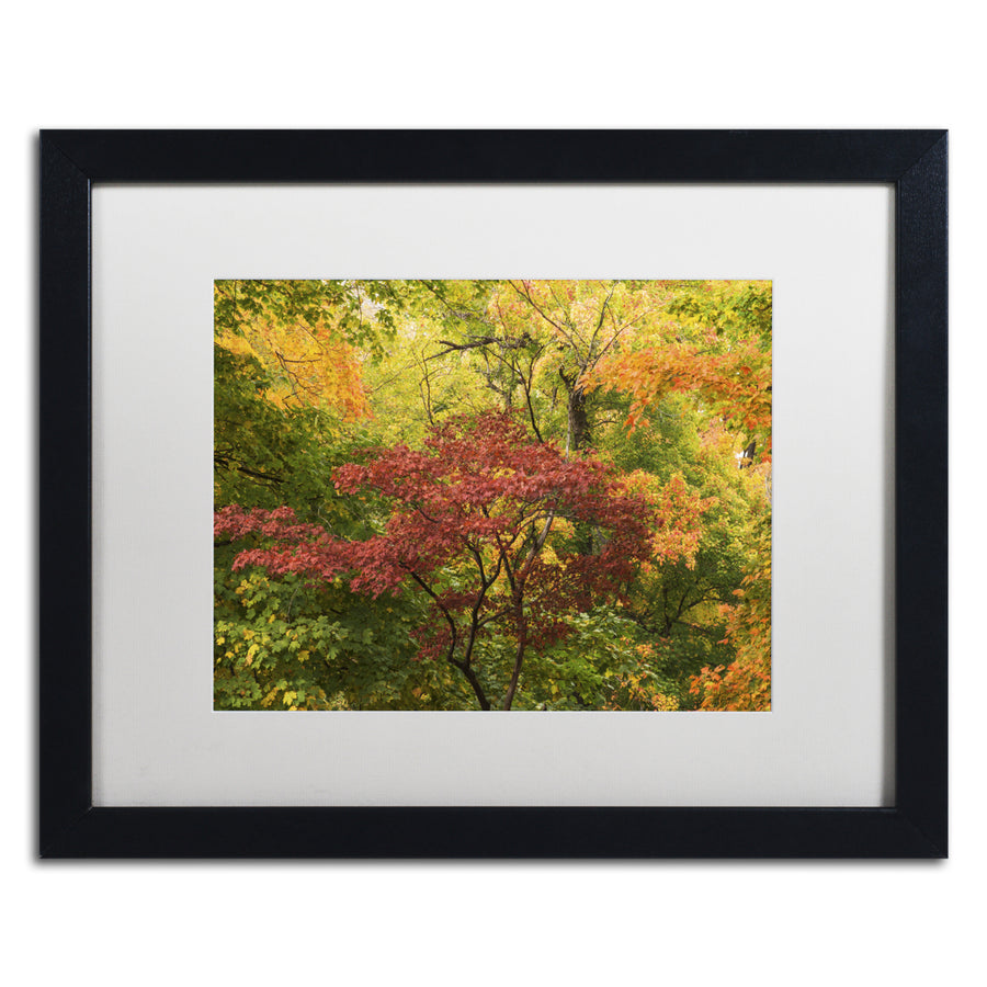 Kurt Shaffer Colorful Maples Black Wooden Framed Art 18 x 22 Inches Image 1