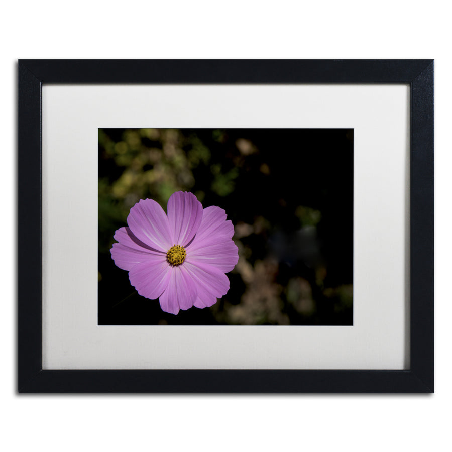 Kurt Shaffer Pink Cosmos Flower Black Wooden Framed Art 18 x 22 Inches Image 1