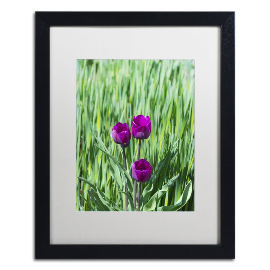 Kurt Shaffer Healing Tulips Black Wooden Framed Art 18 x 22 Inches Image 1