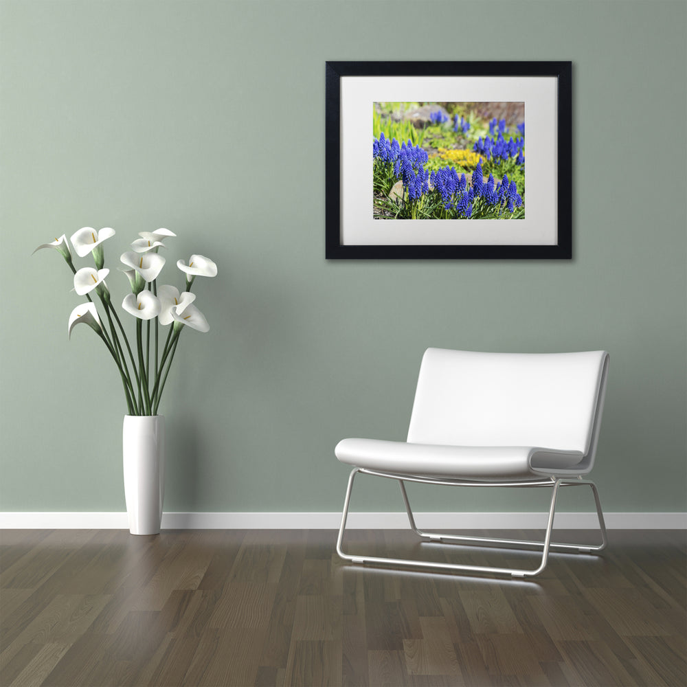 Kurt Shaffer Grape Hyacinth Black Wooden Framed Art 18 x 22 Inches Image 2