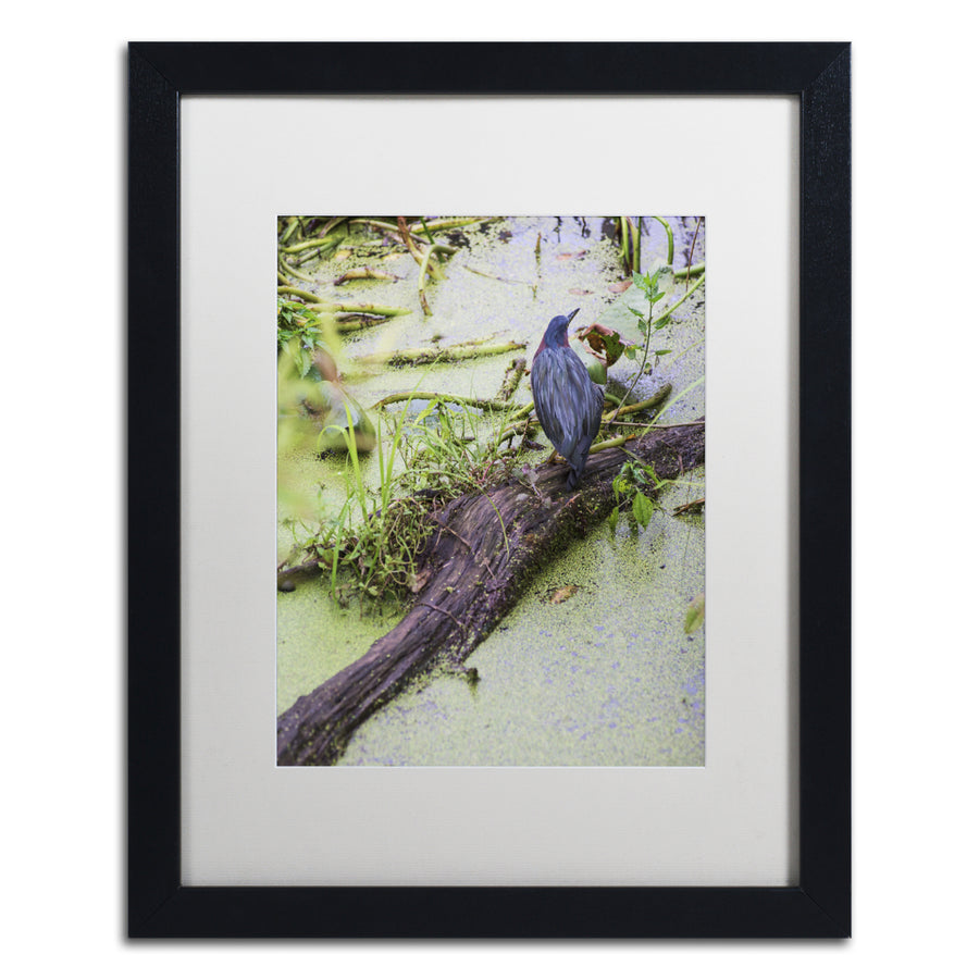 Kurt Shaffer Green Heron II Black Wooden Framed Art 18 x 22 Inches Image 1