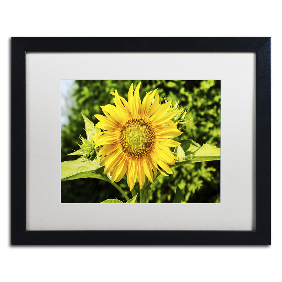 Kurt Shaffer Just a Sunflower Black Wooden Framed Art 18 x 22 Inches Image 1