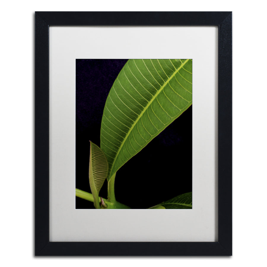 Kurt Shaffer Plumeria Leaf Abstract Black Wooden Framed Art 18 x 22 Inches Image 1