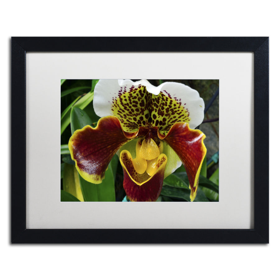 Kurt Shaffer Alien Orchid Black Wooden Framed Art 18 x 22 Inches Image 1