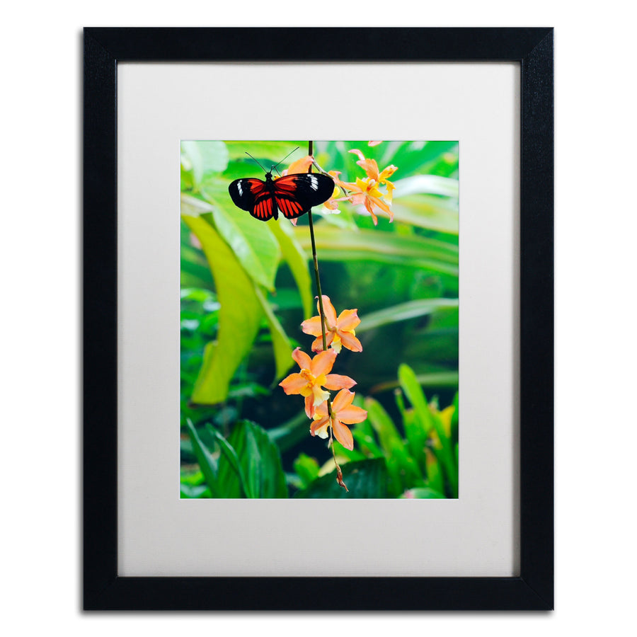 Kurt Shaffer Hecale Longwing on Orchid Black Wooden Framed Art 18 x 22 Inches Image 1