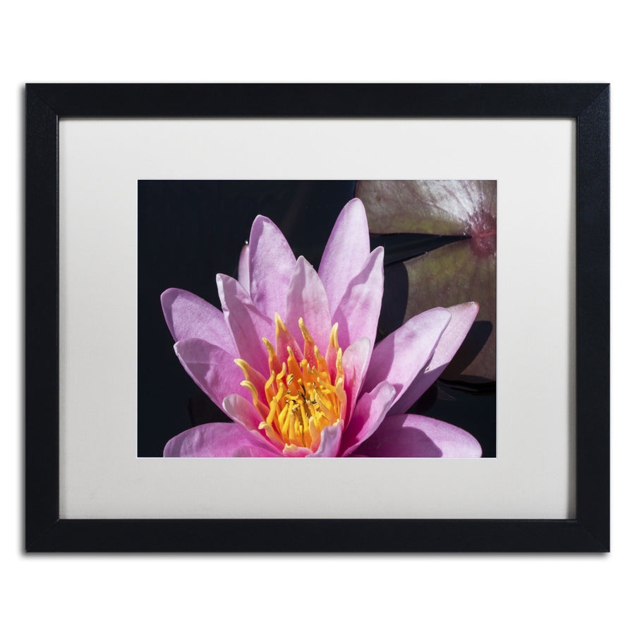 Kurt Shaffer Pink Lotus Black Wooden Framed Art 18 x 22 Inches Image 1