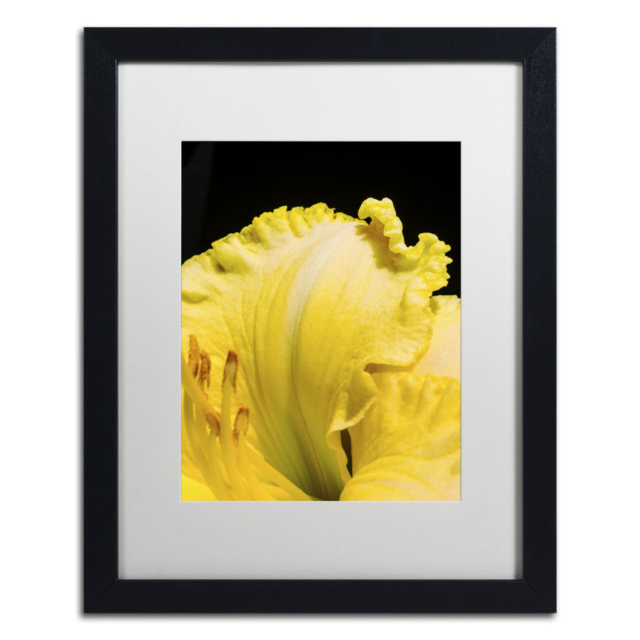 Kurt Shaffer Day Lily Abstract Black Wooden Framed Art 18 x 22 Inches Image 1