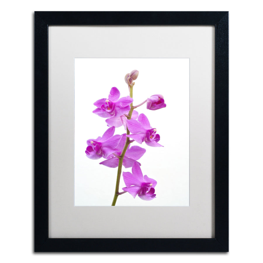Kurt Shaffer Purple Orchids Black Wooden Framed Art 18 x 22 Inches Image 1