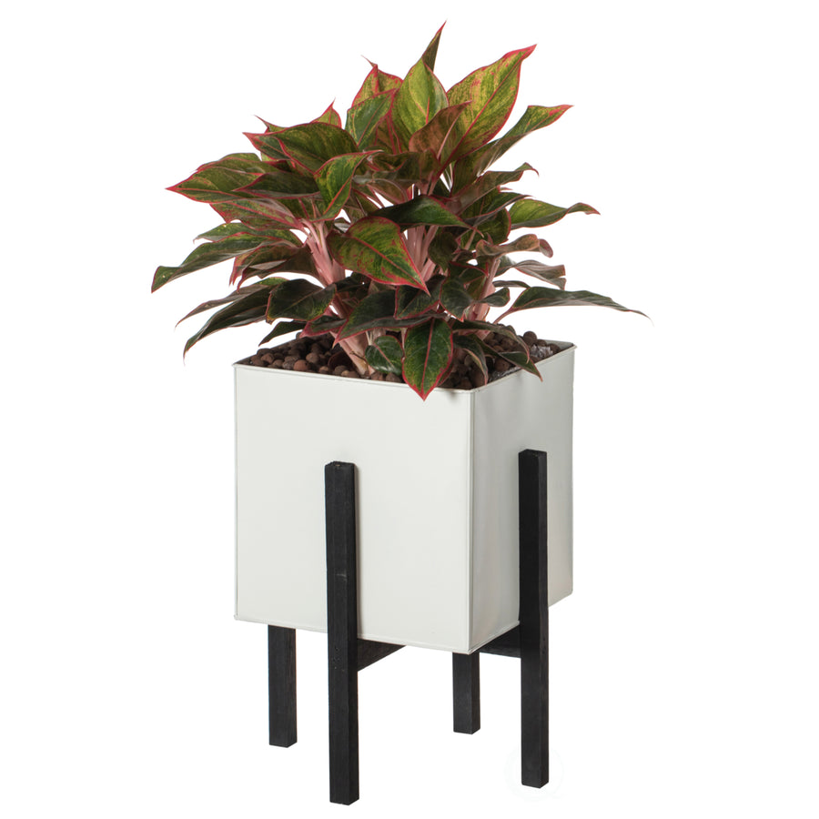Indoor and Outdoor White Iron Planting Box with Black Wooden Frame Image 1