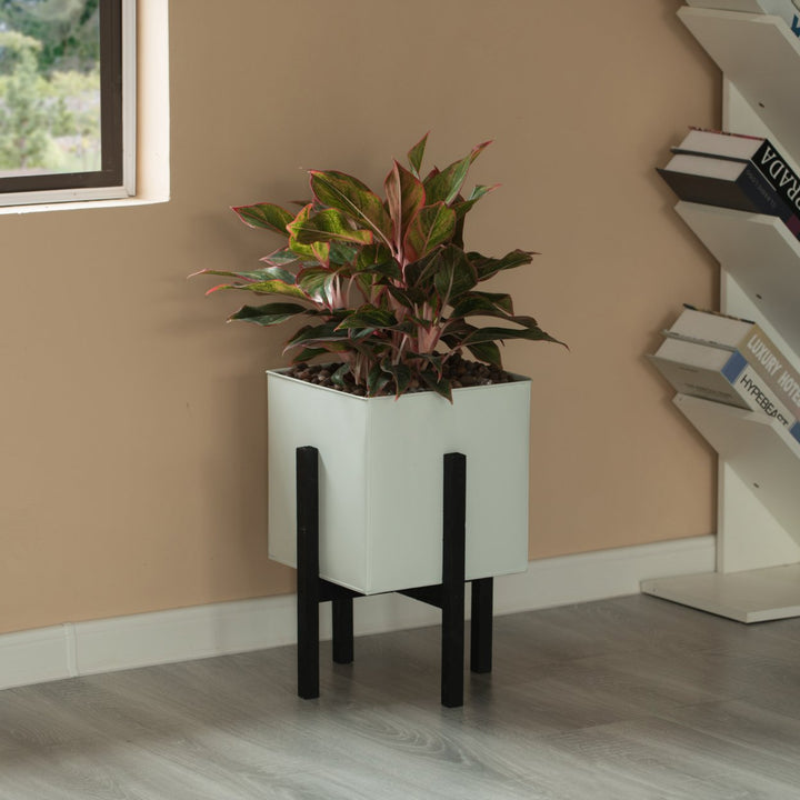 Indoor and Outdoor White Iron Planting Box with Black Wooden Frame Image 4