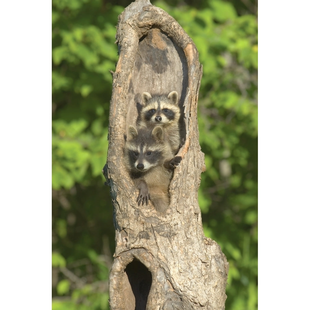 Baby Racoons In Hollow Tree Poster Print Image 2