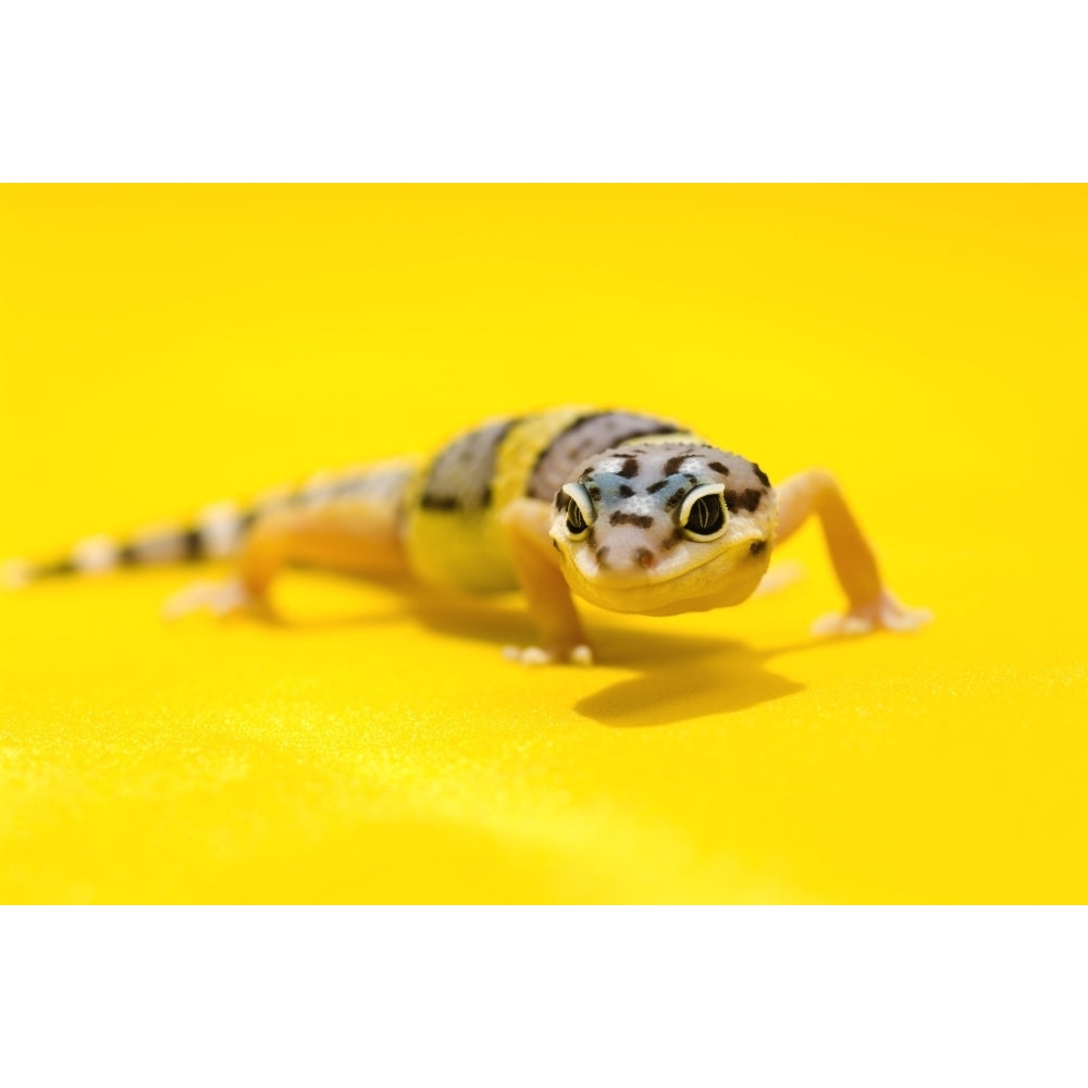 Baby Leopard Geckos On Yellow Poster Print Image 2