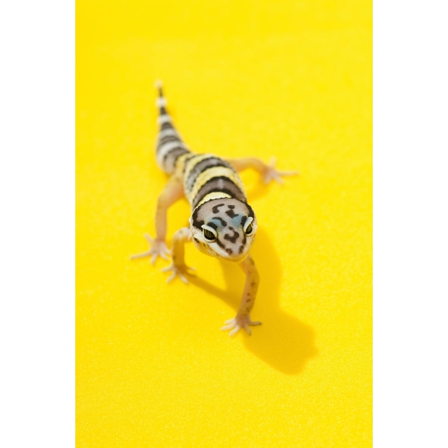 Baby Leopard Gecko Poster Print Image 1