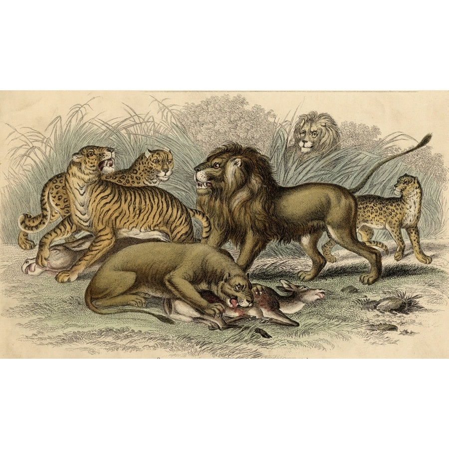 1 Asiatic Lion 2 Lioness 3Bengal Tiger 4Leopard 5Jaguar 19Th Century Engraving Drawn By J Stewart Engraved B Image 1