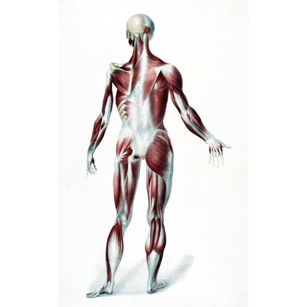 Back Of The Male Human Body Showing Muscles Sinews And Bones From The Vessels Of The Human Body Edited By Jones Quain An Image 2