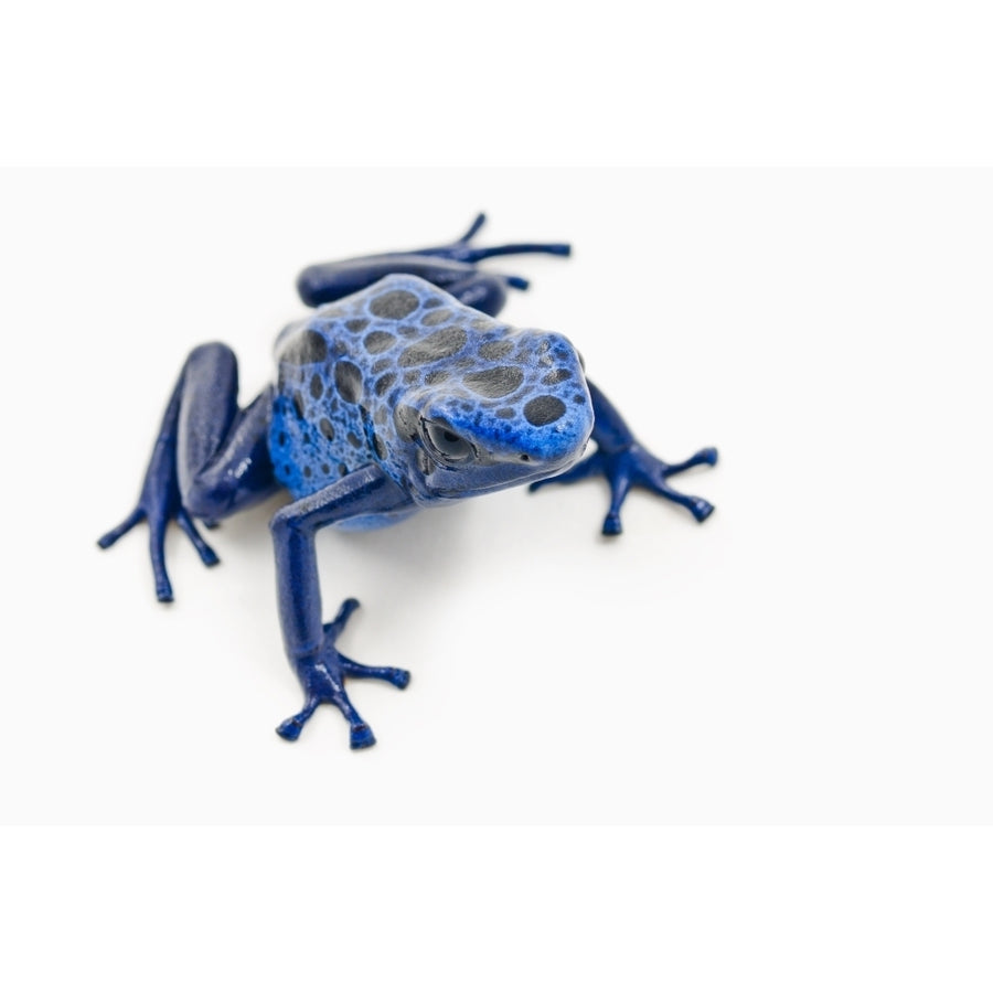 Blue Poison Dart Frog ; Alberta  Canada Poster Print Image 1
