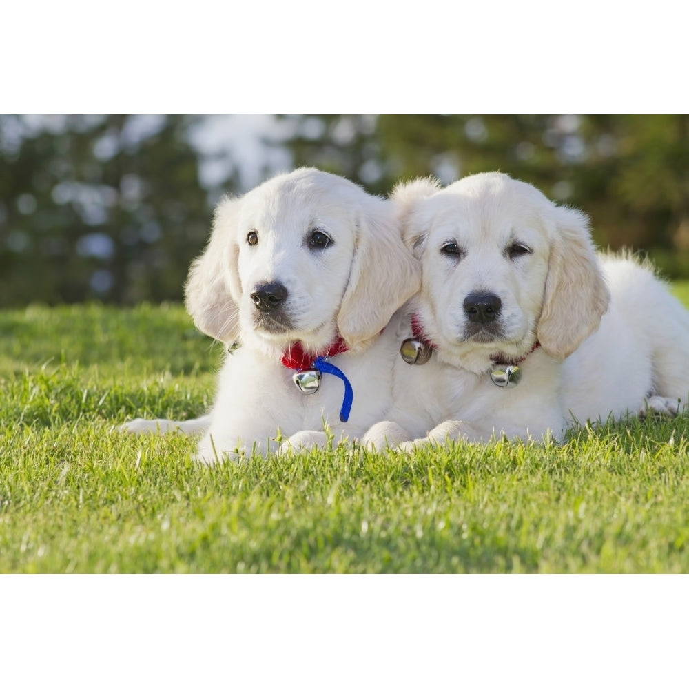 Two Golden Retriever puppies laying together in park. Poster Print Image 2
