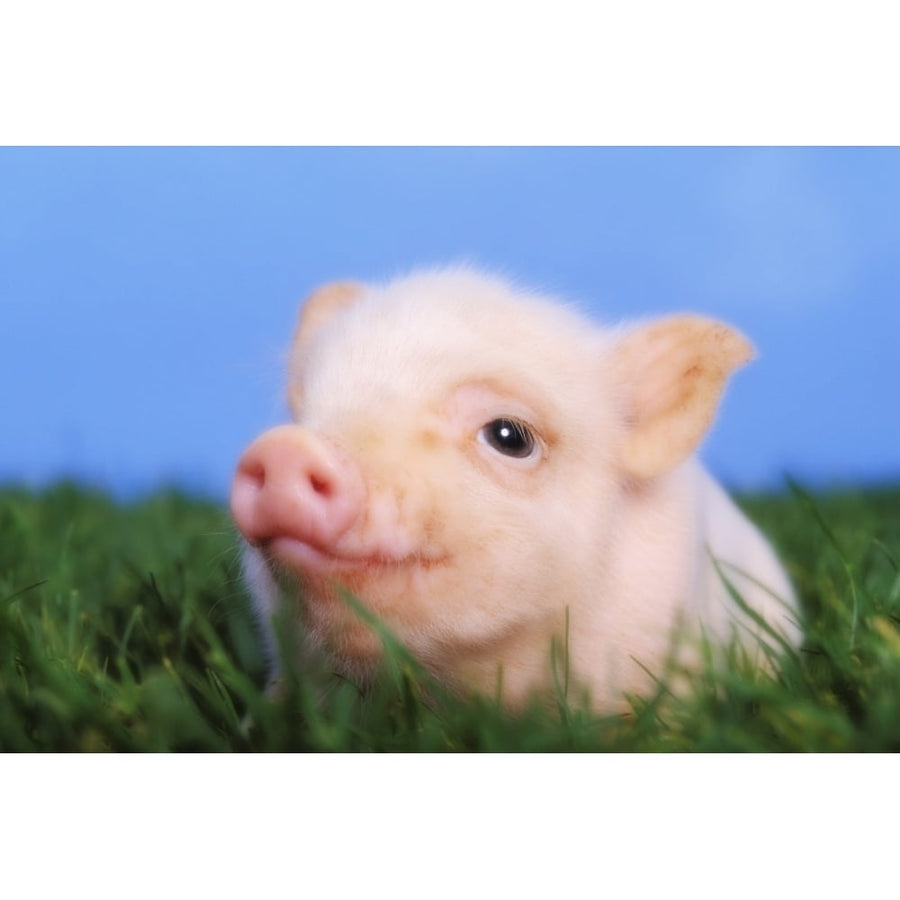 Baby pig lying on grass;British columbia canada Poster Print Image 1