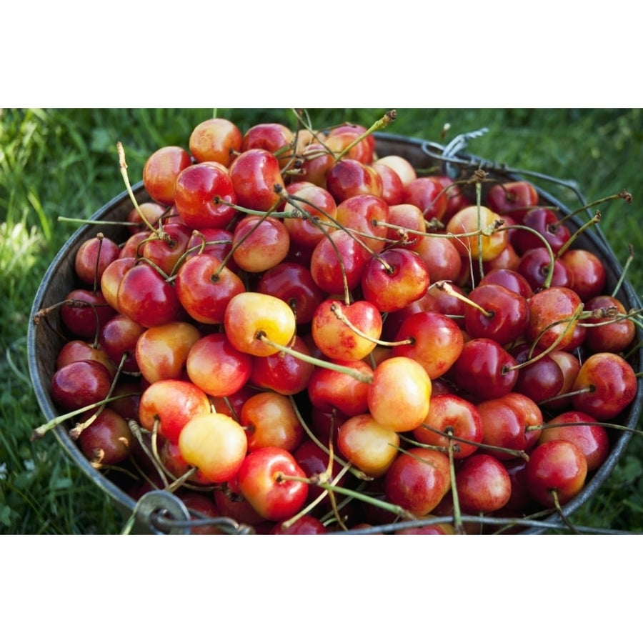 A bucket of ripe Ranier Cherries are freshly picked in the Okanagan; British Columbia Canada Poster Print Image 1