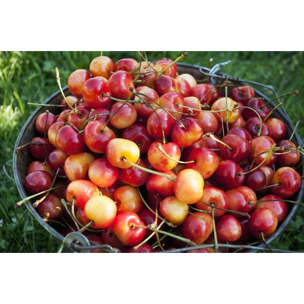 A bucket of ripe Ranier Cherries are freshly picked in the Okanagan; British Columbia Canada Poster Print Image 2