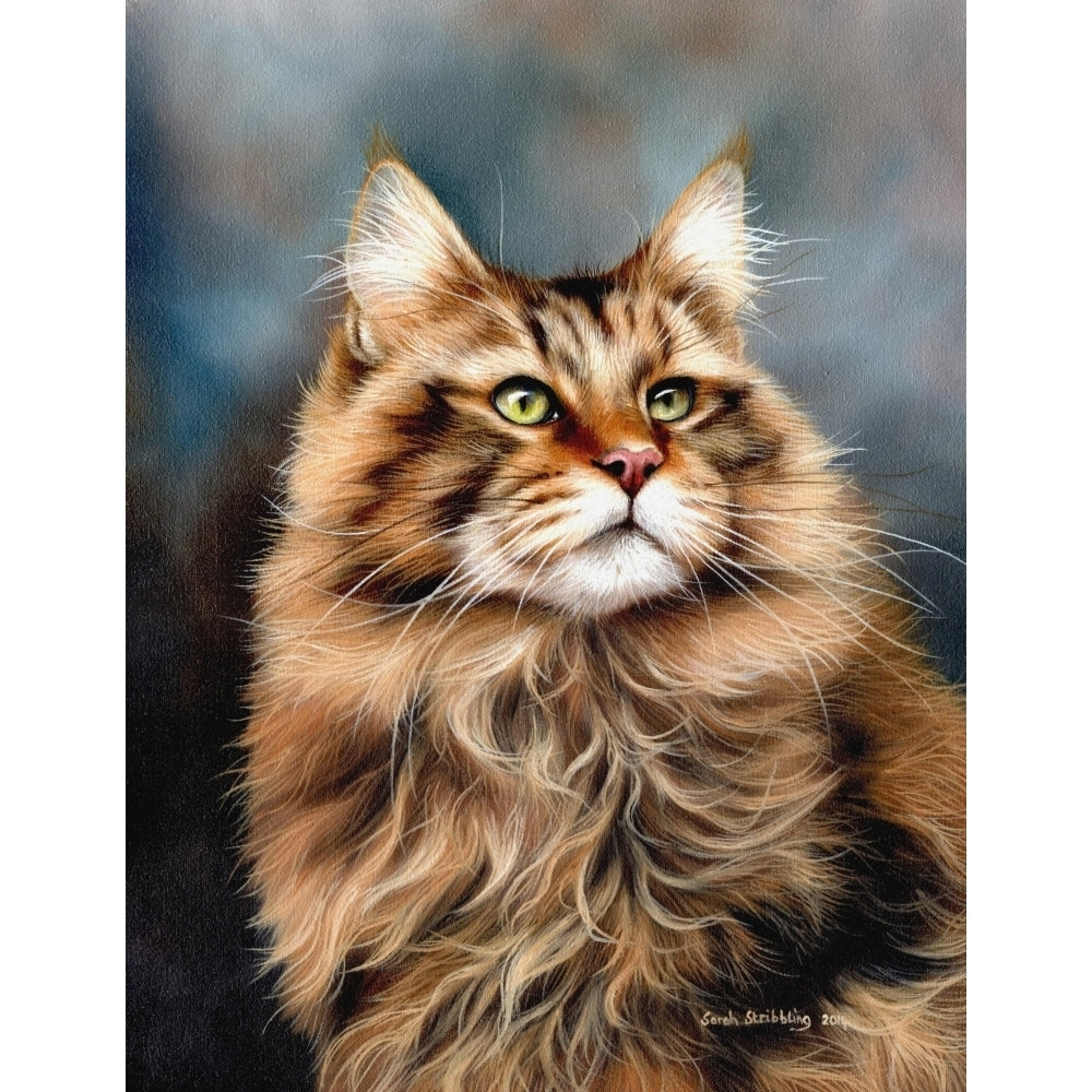 Maine Coon Cat Poster Print by Sarah Stribbling Image 2