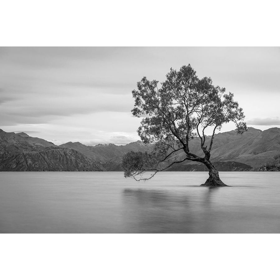 Iconic Lake Tree Poster Print by Anon Anon Image 1