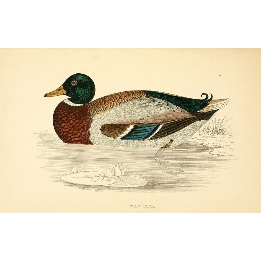Wild Duck Poster Print by Rev FO Morris Image 1