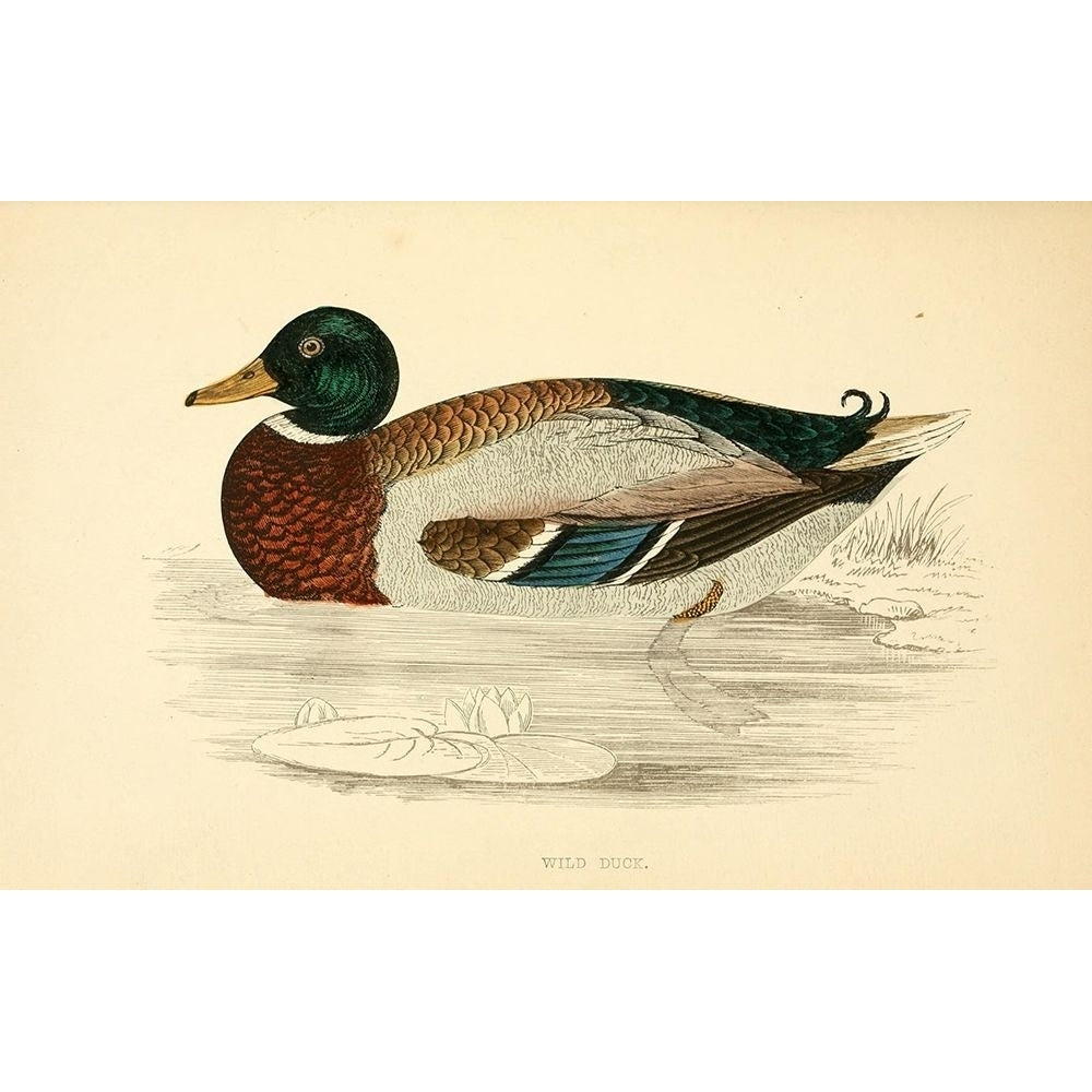 Wild Duck Poster Print by Rev FO Morris Image 2