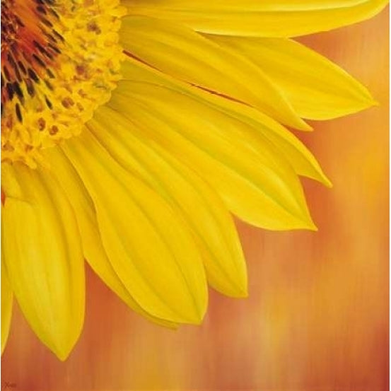 Sunflower II Poster Print by Yvonne Poelstra-Holzhaus Image 1