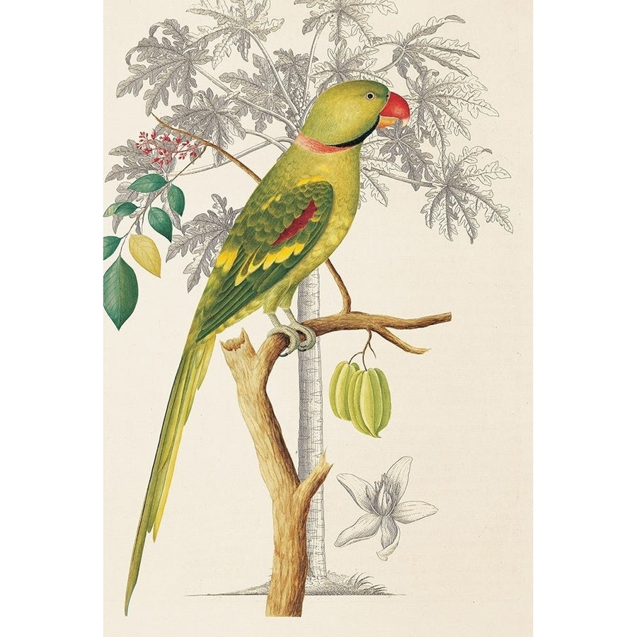 Palm/Parakeet Poster Print by Ehret-De Bevere Image 1