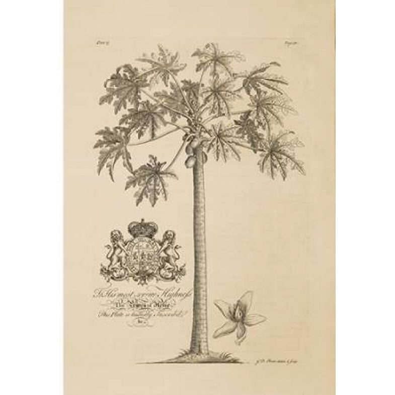 Papaya Tree Poster Print by Georg Ehret Image 1
